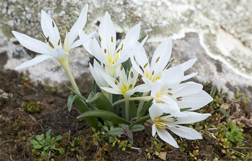 villányi borvidék kikerics